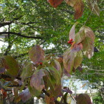 DSC00652